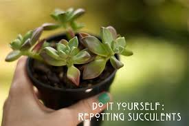 Does ground coffee refer to the leftover boiled coffee, or the coffee yet to be boiled? How To Repot Succulents The Goods