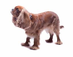 This is the price you can expect to budget for a cavalier king charles spaniel with papers but without breeding rights nor show quality. Cavalier King Charles Spaniel Breed Guide Pitpat