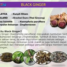 Harga sebotol rm 120 (250ml) black g adalah hasil penyelidikan para saintis mardi yang menggunakan kunyit. Kunyit Hitam Black G Mardi Home Facebook