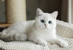Tabby British Shorthair