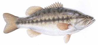 Lake Wylie North Carolina Us Fish Identification Chart