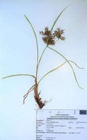 Image result for Cyperus maculatus