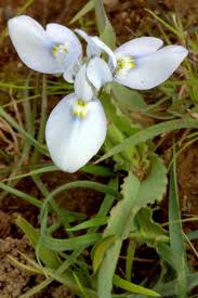 Image result for Moraea niassensis