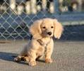 Irish Cream English Cream Dachshund