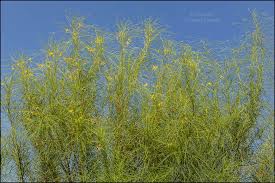 Ripe and unripe mulberries (picture taken in late april). Wispy Paloverde Tree Portraits Of Wildflowers