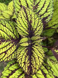 Image result for Coleus esculentus
