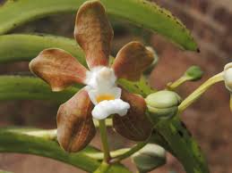 Image result for Schizochilus lepidus