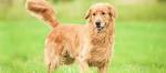 Golden Retriever Puppies for Sale in Virginia