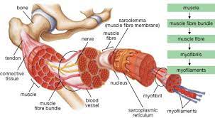 Pin On Anatomy