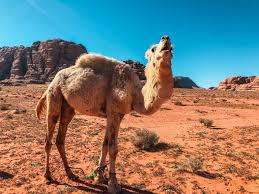 Camels are a fascinating animal with a unique character. Sleeping Under The Stars At Wadi Rum Starlight Camp Blonde Around The World