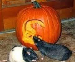 Orang yang mencoba memperbaiki sesuatu yang tidak diketahuinya, akhirnya merusaknya. Maksud Bagai Tikus Membaiki Labu Isi Tempat Kosong Di Bawah Menjadi Ayat Lengkap Dengan Menggunakan Peribahasa Yang Sesuai Kucing Pergi Tikus Menari Jika Kepala Kantor Perusahaan Dsb Pergi Bawahannya Bersuka