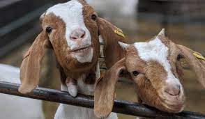 Women killing goat woman cited after dogs escape and kill goat coyote attacks and kills greensboro woman's goats struggling with only her upper body above the metal structure, xiang is seen pushing her son forward. Covid Insane Success Of Goat Zooms Nets Rossendale Farm 50k Bbc News