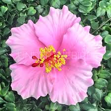 Image result for Hibiscus seineri