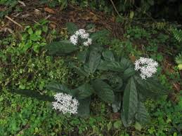 Image result for Pavetta troupinii