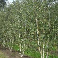 White Birch Trees For Sale Near Me White Birch Tree Betula Jacquemontii 12l Pot Trees To Plant Deciduous Trees Birch Trees For Sale