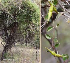 Image result for Cryptolepis cryptolepioides