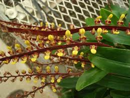 Image result for Bulbophyllum falcatum