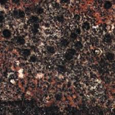 Image result for Macledium poggei