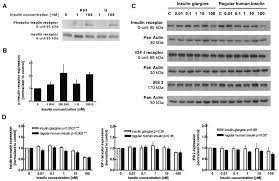 Remember that this list is not exhaustive. Colo 357 Cells Were Grown For 48 H In Culture Medium And Then Incubated Download Scientific Diagram