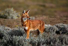 Any Love For The Ethiopian Wolf Canis Simensis Imgur Ethiopian Wolf Endangered Animals Most Endangered Animals