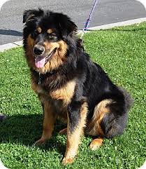 West Los Angeles Ca Golden Retriever Meet Lobo A Pet For Adoption