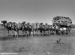 Deserts are hot and dry. Pin On My Favorite Animals