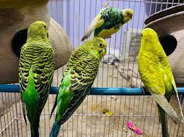 Parakeets Birds Male Or Female