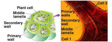 When turgor pressure is lost, a plant will begin to wilt. Glycopedia