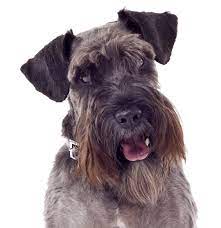 If you require a pup with breeding rights or for show quality with a top pedigree then expect to pay from $2,100 upwards to $4,500 or even more. Schnauzer Standard Puppies For Sale Adoptapet Com