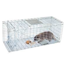 Firstly, you will have to choose a cage to trap the groundhog in. How To Catch A Groundhog In A Live Trap Arxiusarquitectura