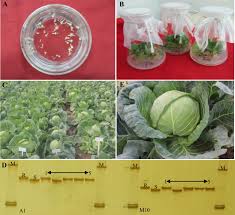We did not find results for: Breeding Of Cabbage Lines Resistant To Both Head Splitting And Fusarium Wilt Via An Isolated Microspore Culture System And Marker Assisted Selection Springerlink