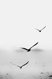 Three Birds In Flight Tattoo Pin By Wad On Random Stuff Aesthetic Stuff Etc Stuff In 2020 White Bird Tattoos Birds Flying Photography Black And White Birds