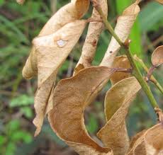 Plant mom's tips for when the leaves on your philodendron are curling. What S Wrong With My Lemon Tree