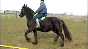 Cei care au propuneri și/sau critici, cei care doresc să se implice sau să ofere servicii în domeniile de activitate prezentate, sunt rugați să ne contacteze prin email aici. Clubul De Echitatie Robin Hood