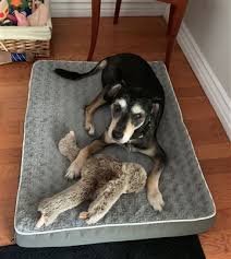 Les 50 salons professionnels et grand public organisés par reed expositions france (version française). 3 Jours Avant De Perdre La Vie Un Homme Fait Tout Pour Trouver Une Famille A Son Chien Senior