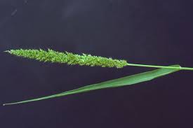 Image result for Setaria kagerensis