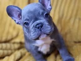 Boutique puppies offering gorgeous mini french bulldog puppies for sale in standard and rare colors like blue, blue and tan, blue pied, cream, brindle, brindle pied, black and white, red, red pied, merle and merle pied. French Bulldog Dubizzle Dubai My Free Ads Uae