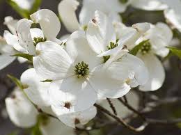 State flower of north carolina. Dogwood North Carolina S State Flower North Carolina History North Carolina Lighthouses North Carolina