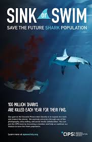 save the sharks, shark, shark conservation