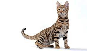 Check spelling or type a new query. Toyger Cat Breed Information