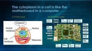 The rna, which will be made into ribosomes is synthesised in the nucleolus. Animal Cell Analogy