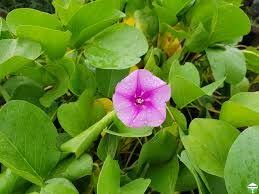 خف الجمل او قدم الماعز Plants