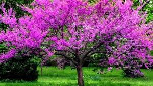 Fast flowers, fruit smaller trees scientific name common name growth rate characteristics cercis spp. Fast Growing Trees Franklin Tn Patch