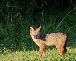 For household pests in the northeastern us. Gray Fox Urocyon Cinereoargenteus Natureworks