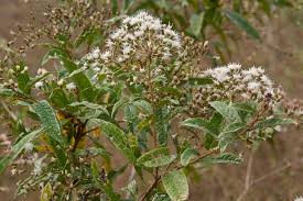 Image result for Vernonanthura polyanthes