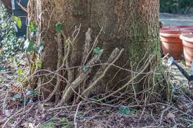 Cutting roots aggressively can put the tree in a long decline, potentially killing it over many years. How To Stop Tree Roots From Sprouting In Lawn