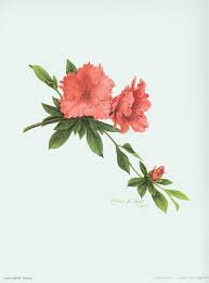 Azalea Redwing Watercolor Tattoo Flower Azalea Flower Azaleas