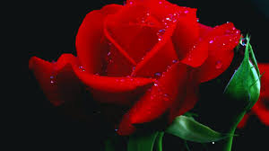 See more ideas about laptop wallpaper, laptop wallpaper desktop wallpapers, aesthetic desktop wallpaper. Rose Wallpaper For Android 1366x768 Download Hd Wallpaper Wallpapertip