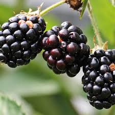 The roots survive year after. Heirloom Blackberry Seeds Sweet Black Berry Giant Blackberries Triple Crown Blackberry