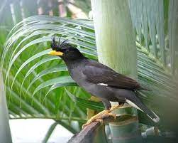 Suara burung jalak kerbau ngoceh | pancingan jalak kebo mp3 duration 5:13 size 11.94 mb / cemplon 25 1. Gambar Burung Jalak Dan Kerbau Contoh Lif Co Id